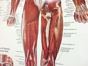 Healthy on the Inside - Human body diagram