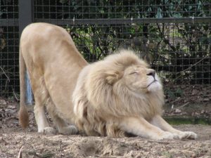 Mobility - lion stretching