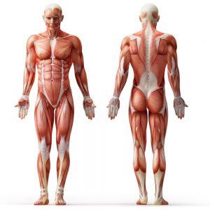 Anatomical Human
